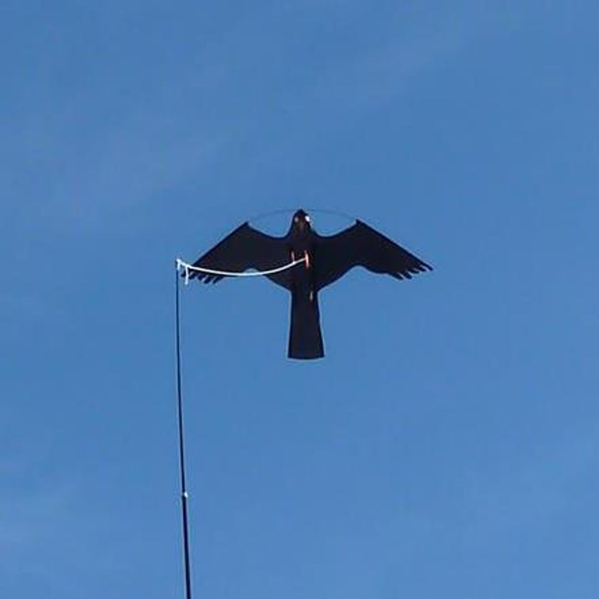 Fugleskremsel - Måkejager - Drage Hauk - Komplett med Stang