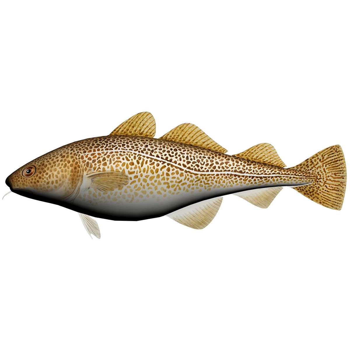 Kosefisk - Pute - Torsk - 60 cm